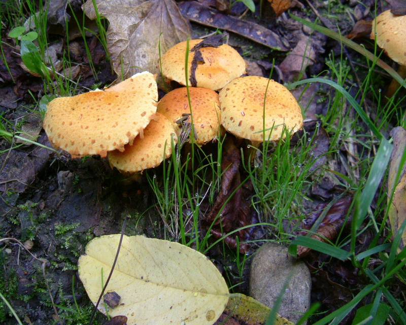 Pholiota lucifera?